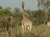 Africa 208 : Africa, Animal, Botswana, Chitabe, Giraffe, Mammal, Okavango